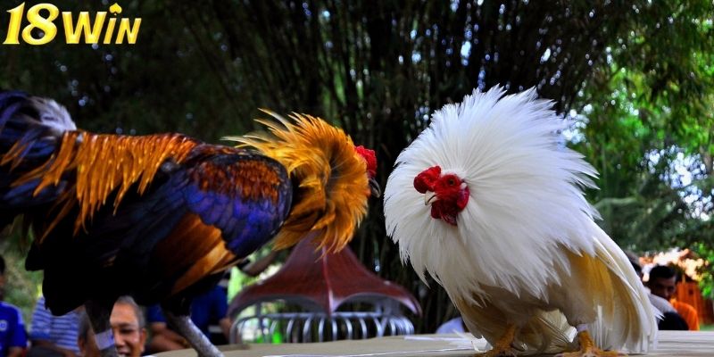 Đá gà cựa sắt nổi bật với nhịp độ thi đấu nhanh Đá gà cựa sắt nổi bật với nhịp độ thi đấu nhanh