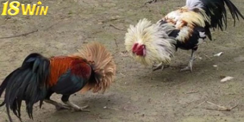 Ngoại hình cùng thể trạng là những yếu tố thường được chú ý Ngoại hình cùng thể trạng là những yếu tố thường được chú ý