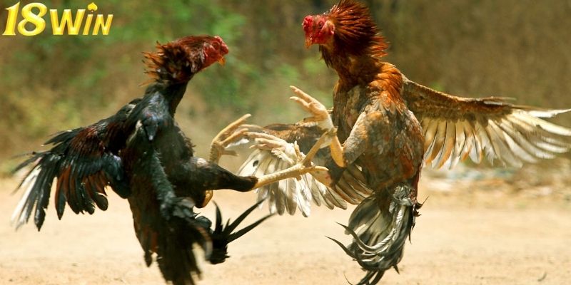 Sảnh cược đem lại cảm giác chân thực cho người chơi Sảnh cược đem lại cảm giác chân thực cho người chơi