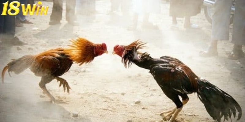 Điểm khác biệt lớn nhất nằm ở bộ cựa kim loại được trang bị